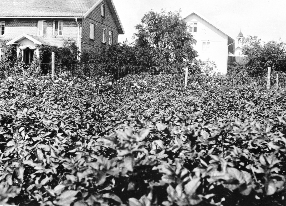 Anno Domkirkeodden, To av bolighusene på Granerud gård, Brumunddal. Potetåker i forgrunn.