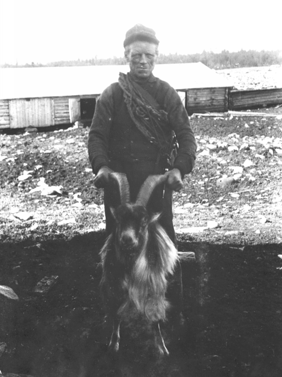 Anno Domkirkeodden, Gjeter som holder bukk i horna på Gammelskolla seter, Ringsakerfjellet.