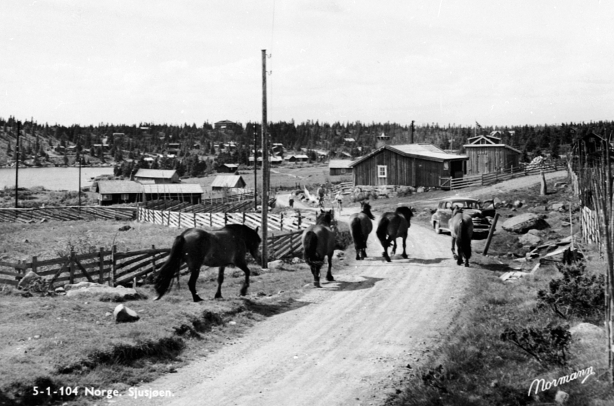 Anno Domkirkeodden, Hester i vegen på Sjusjøen, Ringsaker.
