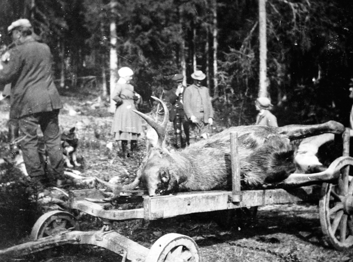 Anno Domkirkeodden, Elgjakt på Brøttum, Ringsaker. Transport av elgokse. A.G. Kinde til venstre. Trolig (Andreas Gudbrandsen Kinde f.1862).