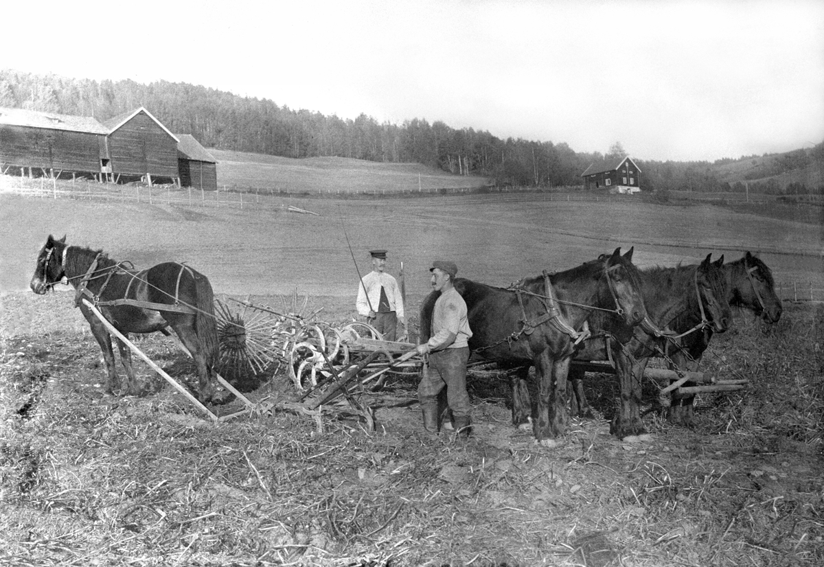 Anno Domkirkeodden, Potetonn på Berg store, Brøttum, Ringsaker. Trespann hester med Cambrian nr. 1 potetopptager. En hest med ard. Kjørekar bak er Gunnar Berg. Kjørekar foran er danske Lauritsen.
