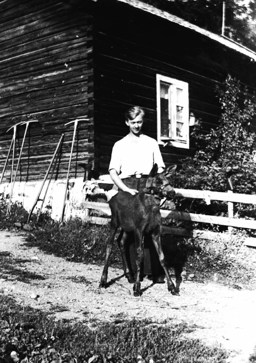 Anno Domkirkeodden, Magne Løvstuen med tam elgkalv i Løvstuen, Brøttum, Ringsaker.