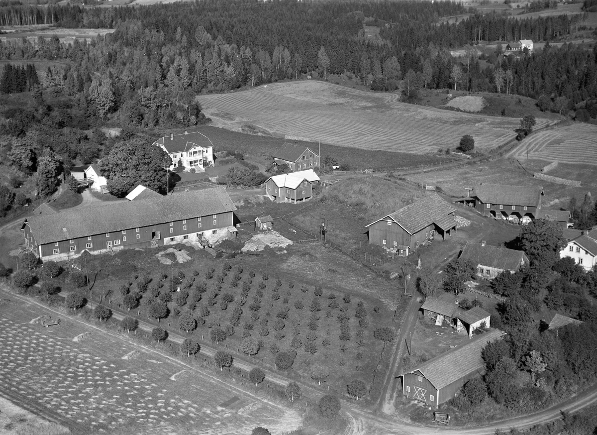 Anno Domkirkeodden, Flyfoto, gardsbruk, frukttrær, Hilstad øvre, Nes, Hedmark.