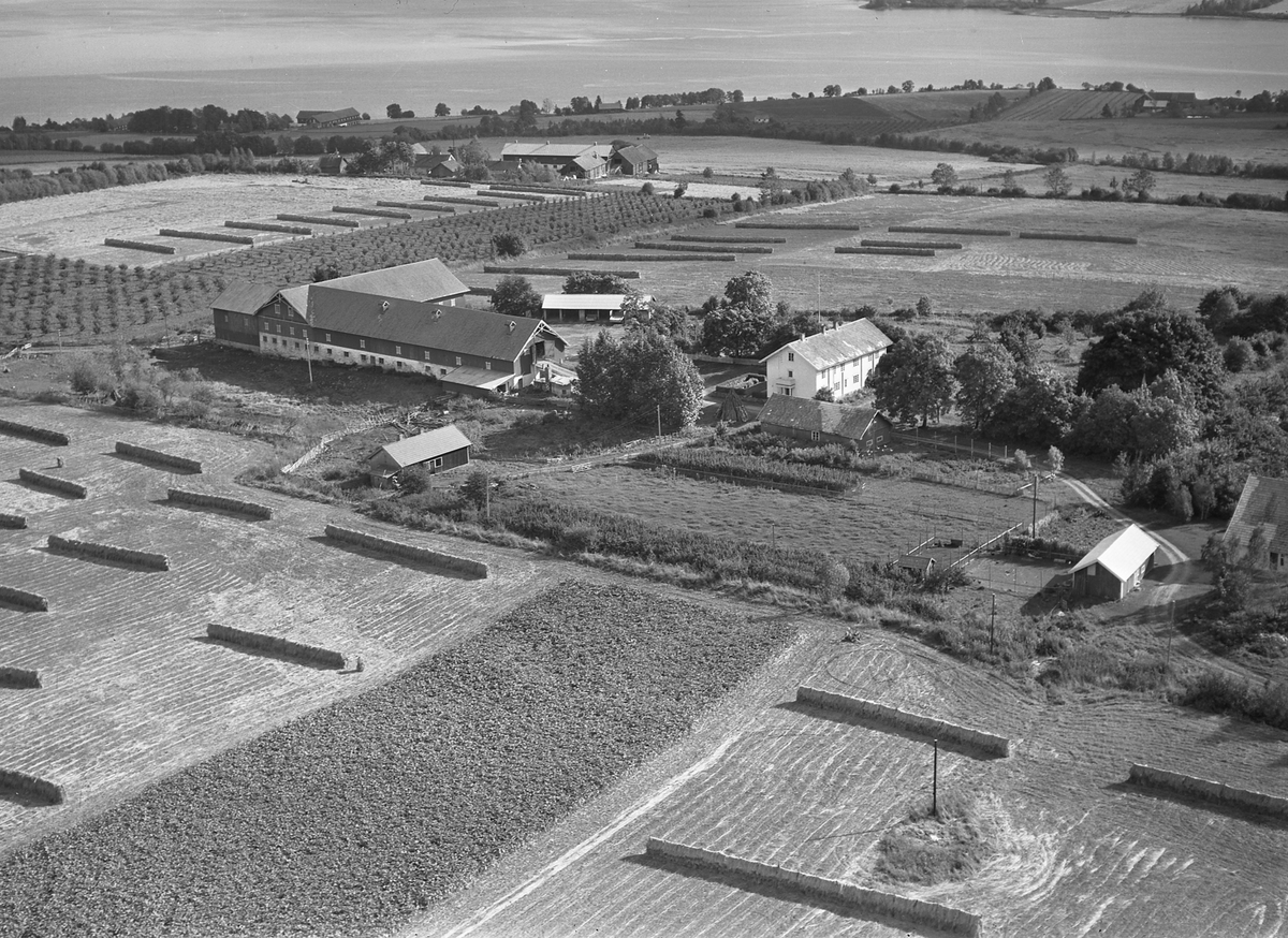 Anno Domkirkeodden, Flyfoto, gardsbruk, hesjer, Hoelstad, Nes, Hedmark.