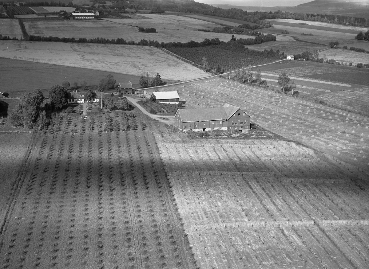 Anno Domkirkeodden, Flyfoto, gardsbruk, Skjelve østre, bærbusker, kornsnes, hesjer, Nes, Hedmark.