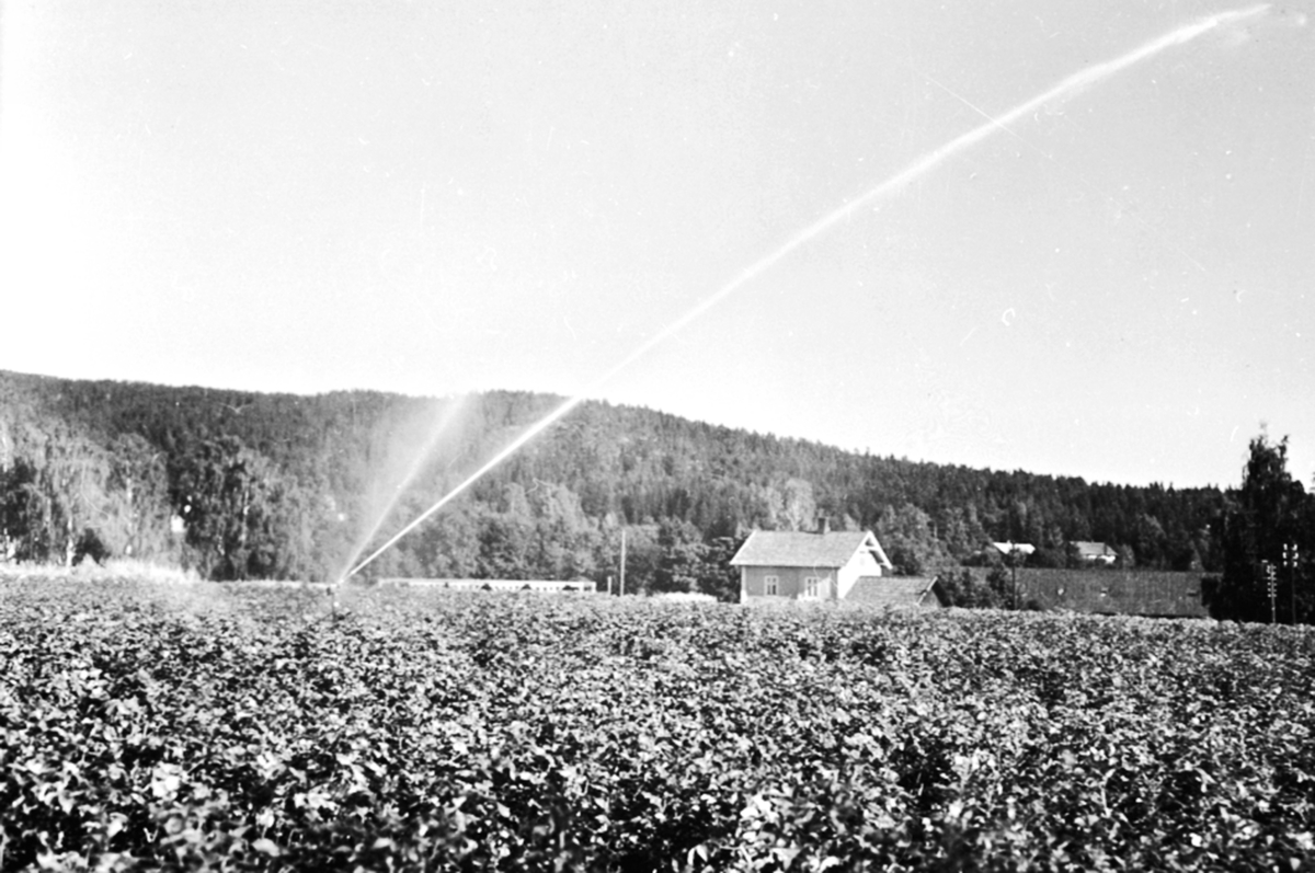 Anno Domkirkeodden, Forsøksdyrking, vanningsanlegg ved Strand brenneri, Moelv, Ringsaker.