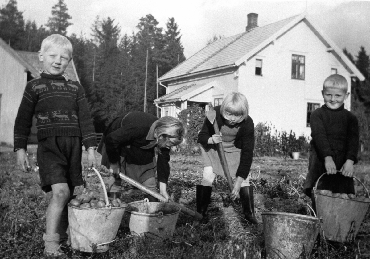 Anno Domkirkeodden, Potetopptaking. Fire barn med bøtter og potetgrev tar opp poteter. Fra venstre er Arne Holmen, Anne Hatterud, Astrid Holmen, Bjarne Hatterud. Stensli, Brumunddal.