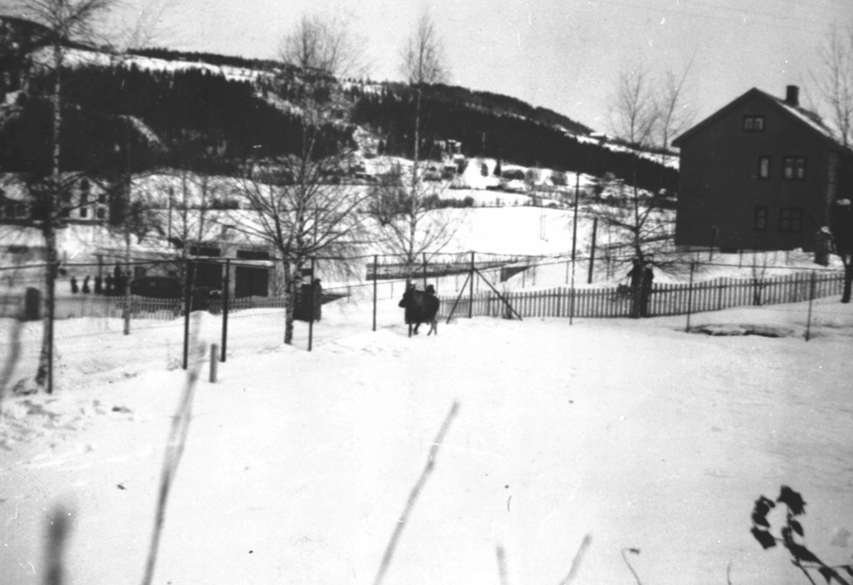 Anno Domkirkeodden, Elg ved tennisbanen til doktor Einar Lundby, Kongsvegen, Brumunddal, vinter.
