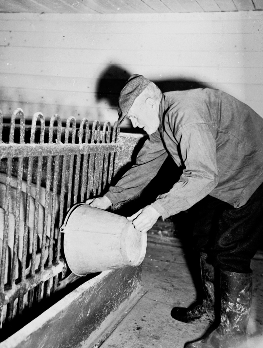 Anno Domkirkeodden, Even Lundby 90 år i grisehuset og forer griser, Buttekvern gard, Brumunddal.