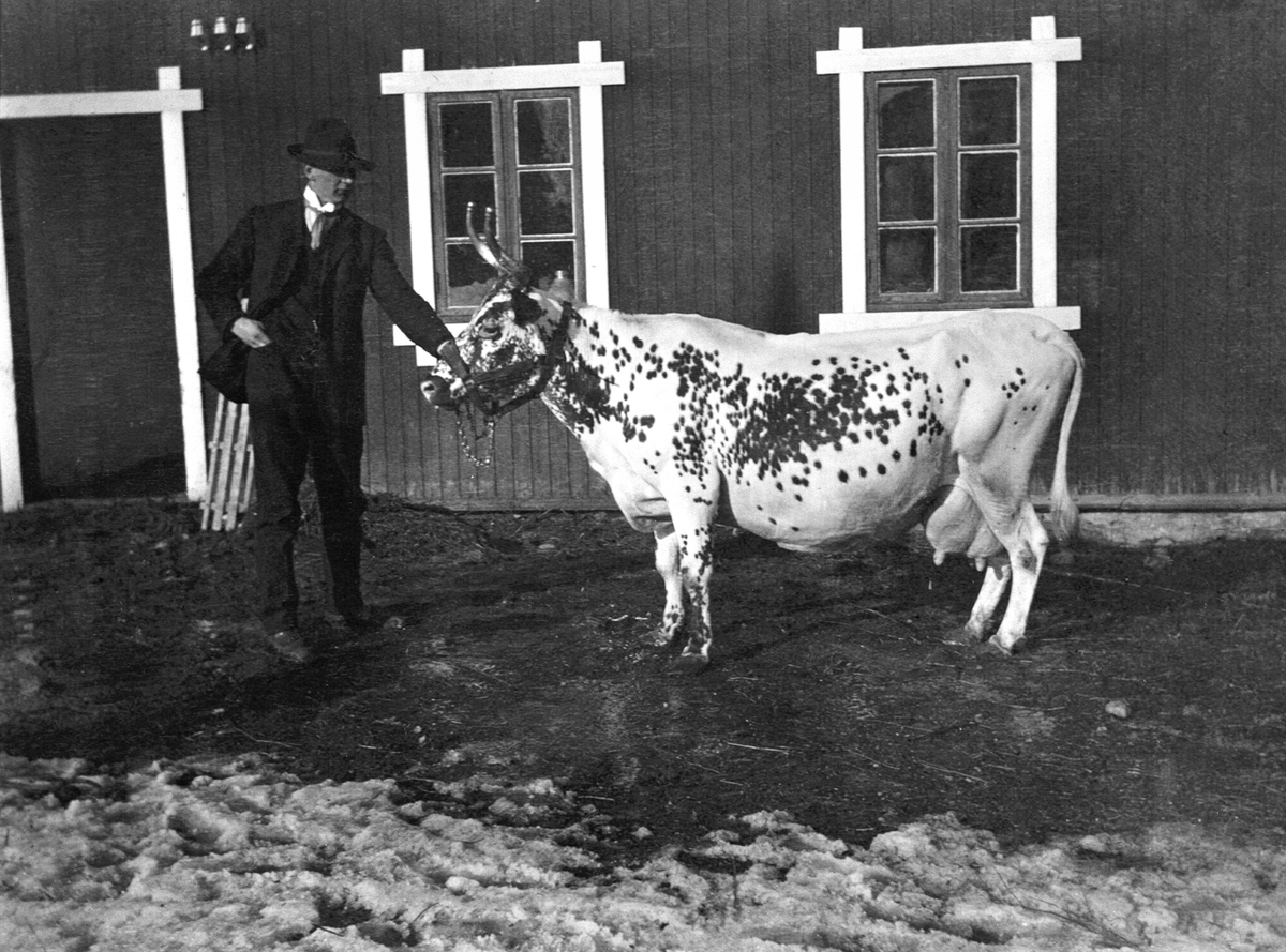 Anno Domkirkeodden, Johannes Lundby med premiekua Kveldsros, premie på utstilling i Oslo 1914, Buttekvern gard, Brumunddal.
