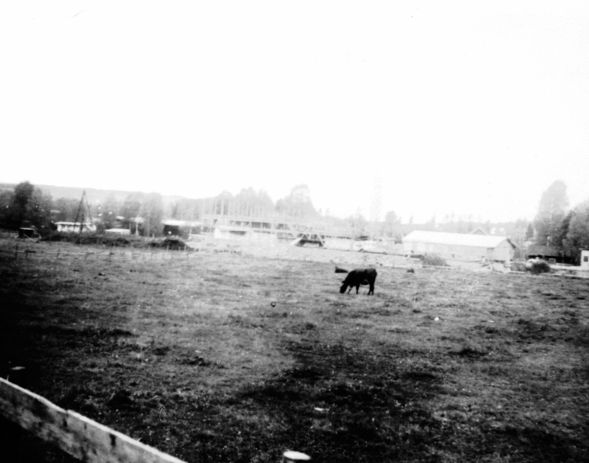 Anno Domkirkeodden, Byggingen av Hedmark Tørrmelk, Brumunddal. Ku på beite i forgrunnen.