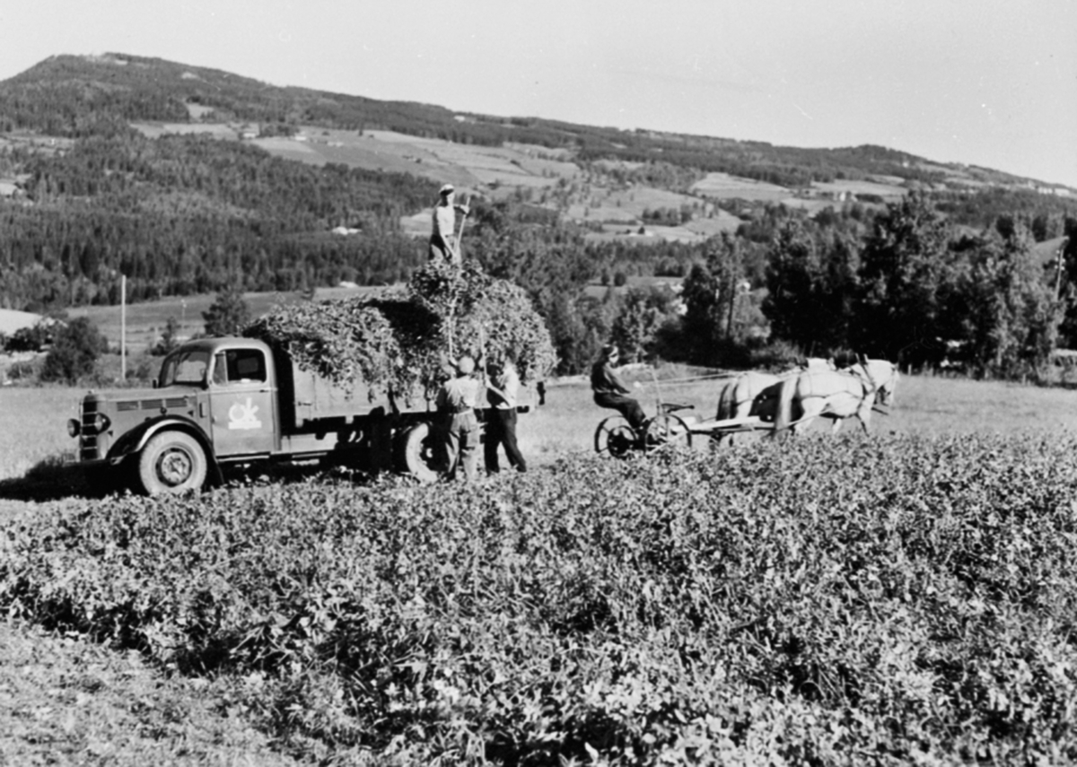 Anno Domkirkeodden, Kontraktdyrking av erter. Innhøsting hos Olav Teige på Almerud, Brumunddal. To hester med slåmaskin. Lastebilen, en Bedford 1946-52 modell henter erter for A/S Oplandske Konservesfabrikk. Arvid Kristiansen på lasset. Foran er Kristian Kokkine og Olav Teige.