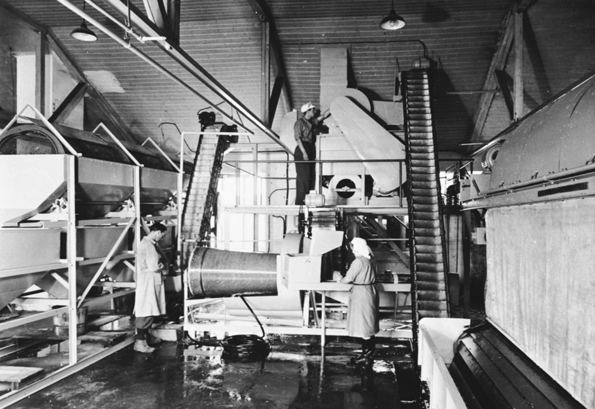 Anno Domkirkeodden, Interiør, A/S Oplandske Konservesfabrikk, Stabburet, Nora. Brumunddal. Rensing av erter. Marius Aaslund i lagerfrakk.
