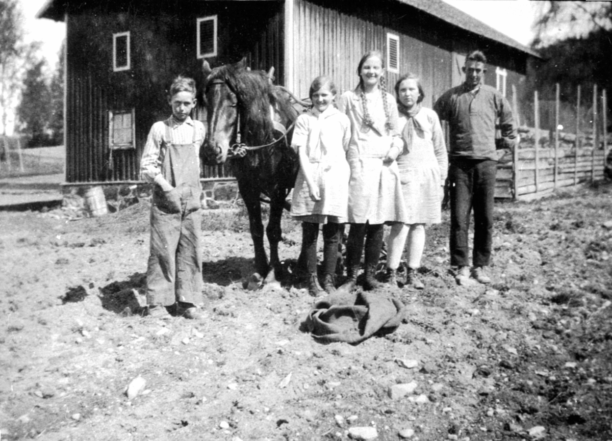 Anno Domkirkeodden, Potetsetting i Vestgård. Fra venstre er ukjent gutt foran hest., Hjørdis Nyborg, Aslaug Nyborg, Kjellaug Nyborg, Jens Nymoen. Bøtter med settepotet. I dag ligger Brumunddal sykehjem her. Richard Carlsson drev gården.