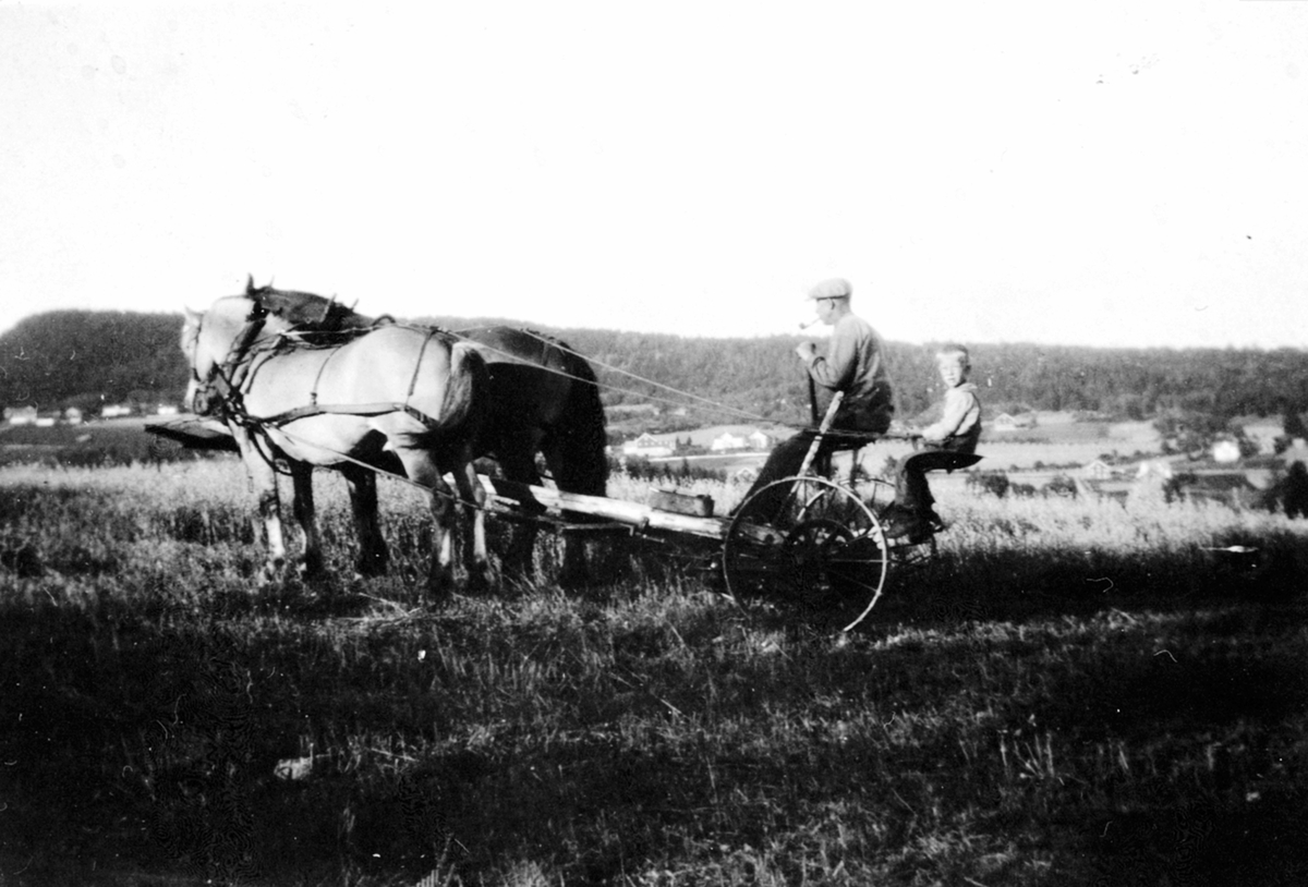 Anno Domkirkeodden, Høyonn på Jemtland østre, Brumunddal. Jacob Jemtland kjører slåmaskin med tospann hester. Ola Jemtland bak.