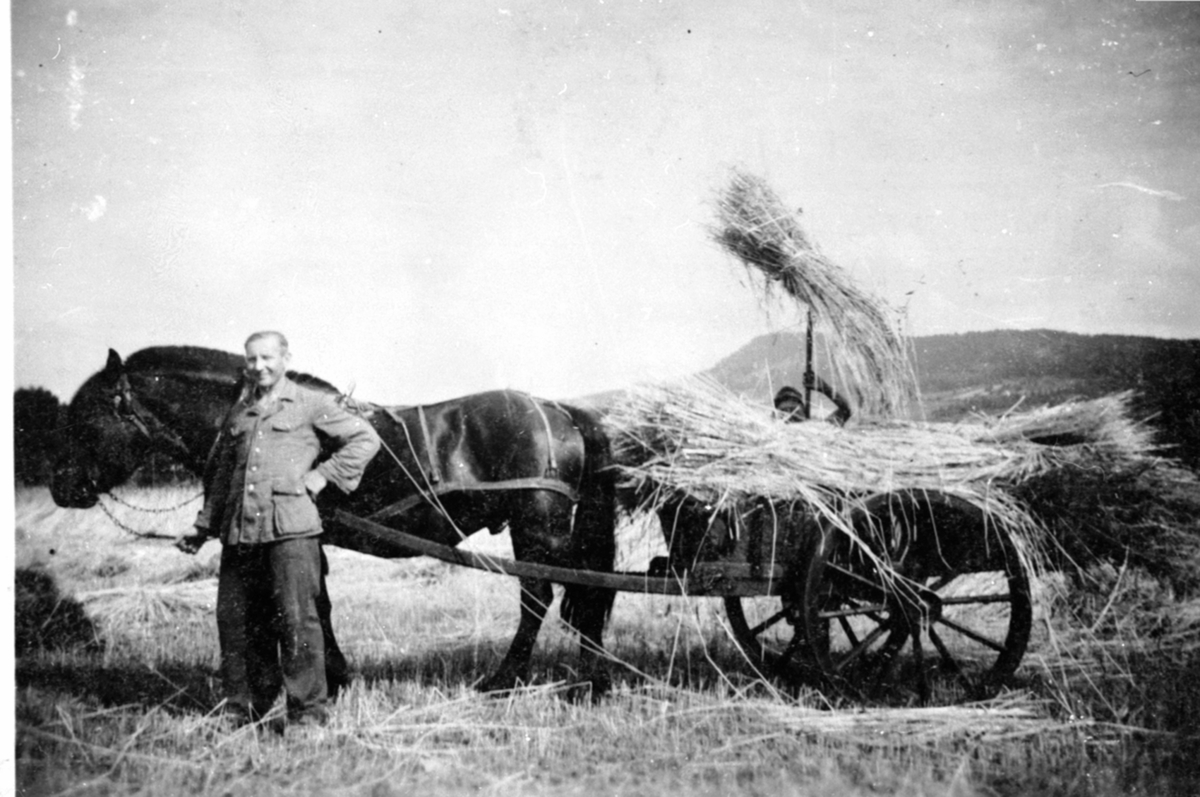 Anno Domkirkeodden, Skuronn på Aanerud nedre, Veldre, Ringsaker. Lokjøring med hest og stuttkjerre. Tyske soldater hjelper til. Desertører på straff.