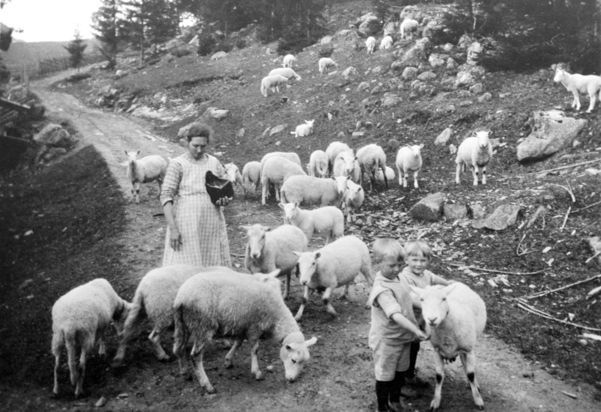 Anno Domkirkeodden, Saueflokken får salt. Ingeborg Hellum og 2 gutter, Lars Hauger, Ole Hauger, Hauger gård, Ring, Ringsaker.