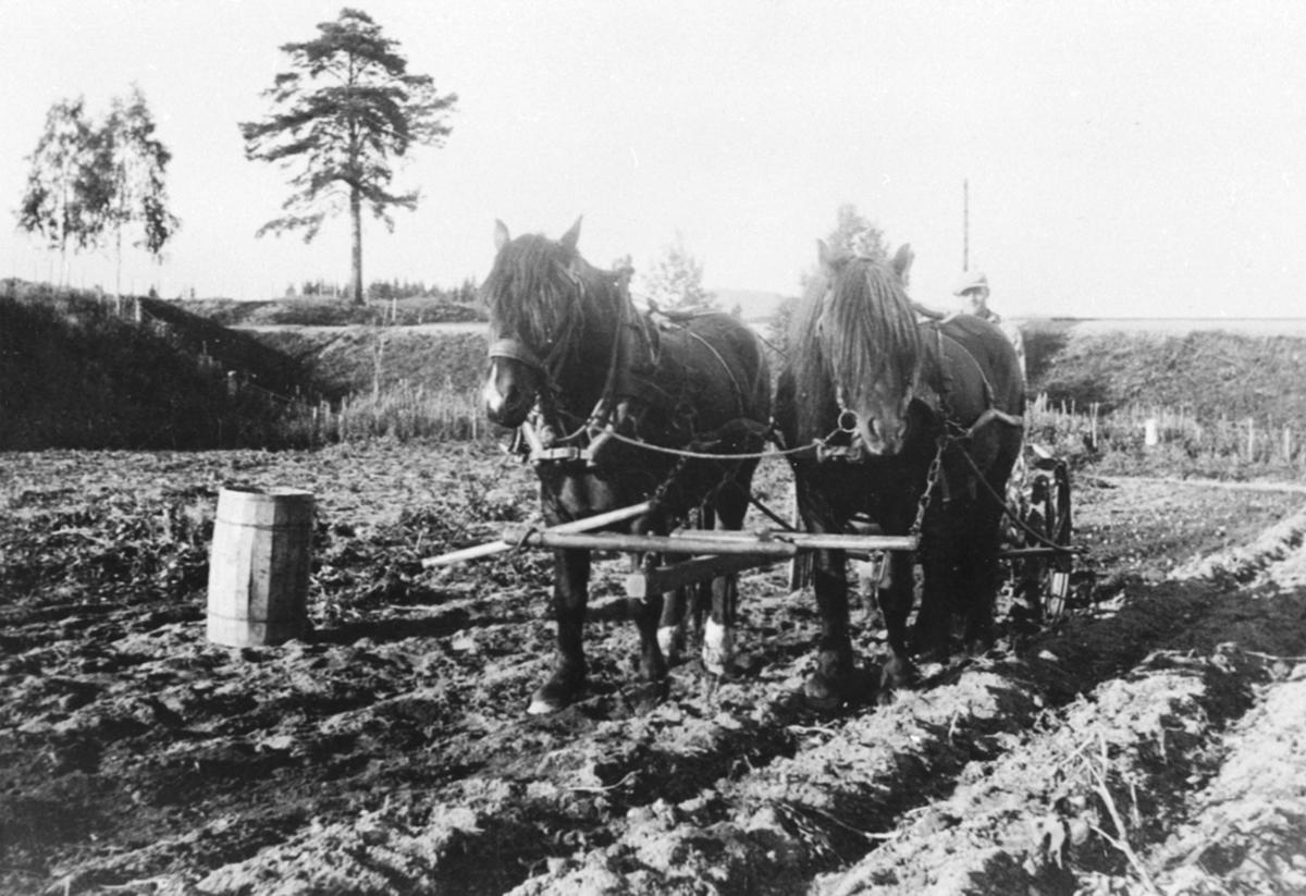 Anno Domkirkeodden, Potetonn på Granerud, Brumunddal. Tospann hester med potetopptager på jordet nedenfor jernbanelinja.