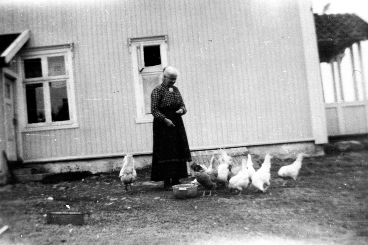 Anno Domkirkeodden, Berthe Kjerringsveen mater høner i Børketajet. Her var det posthus til 1918. Veldre, Ringsaker.
