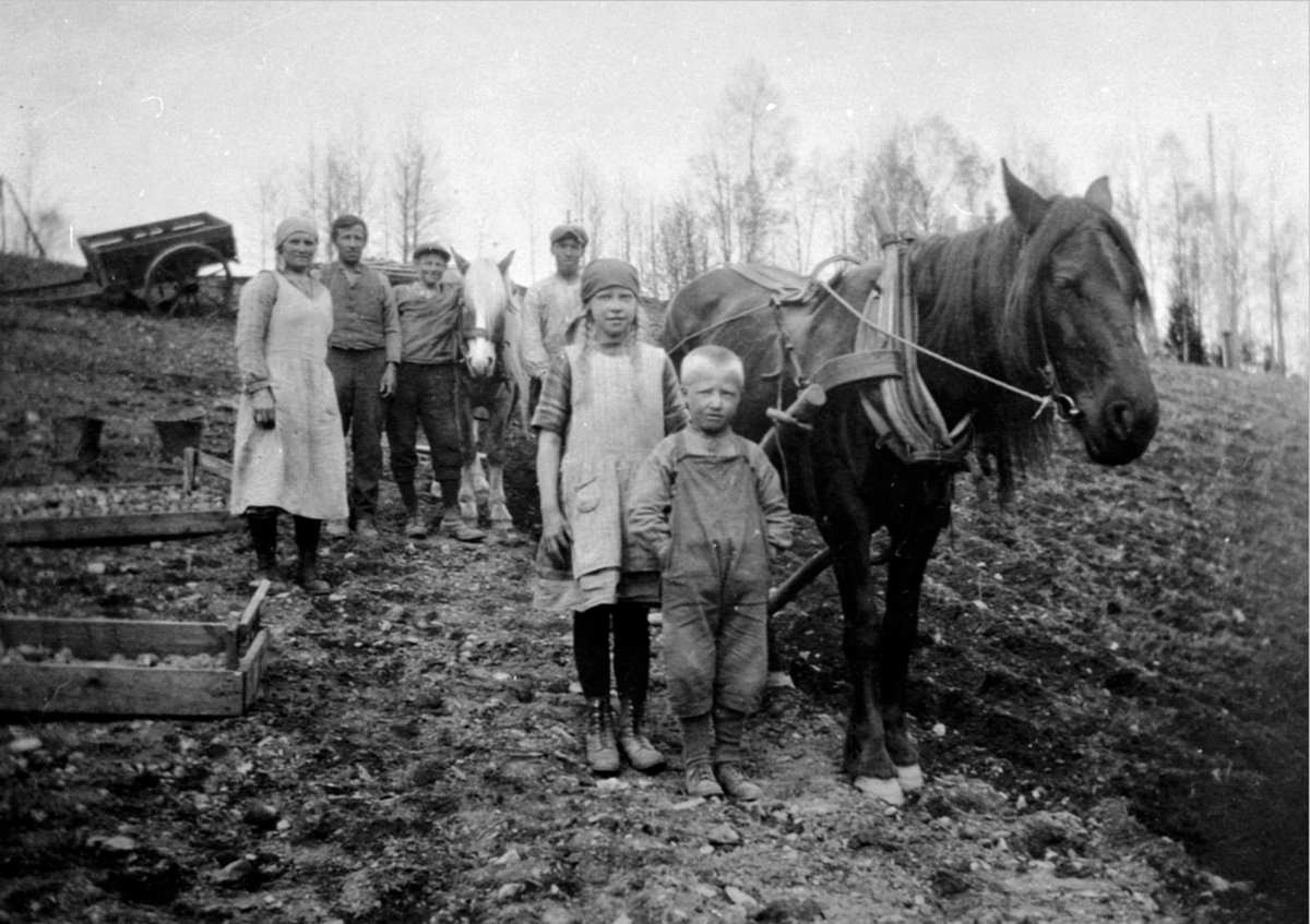 Anno Domkirkeodden, Potetonn på Lien, Åsmarka, Ringsaker. Voksne og barn med to hester. Fra venstre er Kristine Lisengen, Sigurd Rudi, Helmer Hansløkken, Olaf Rudi, Signe Åsen, Oddvar Åsen.
