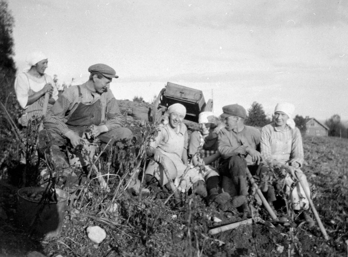 Anno Domkirkeodden, Potetonn på Lien gård, Åsmarka, Ringsaker. Potetplukkere med bøtter og potetgrev. Stuttkjerre. Tolline Prestsveen, Erling Prestsveen, Gjertrud Rudi, ukjent, Olaf Rudi, Emilie Prestsveen.