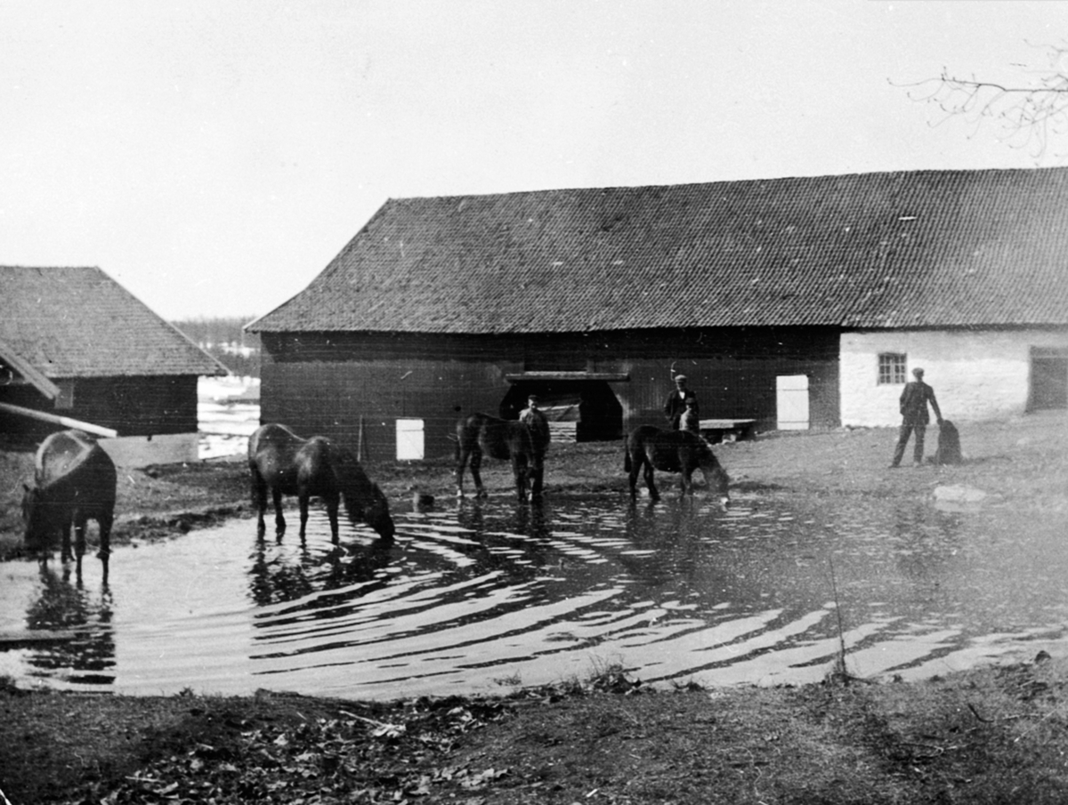 Anno Domkirkeodden, Hester ved dam på gardstunet på Heramb, Ringsaker. Vårløsning.
