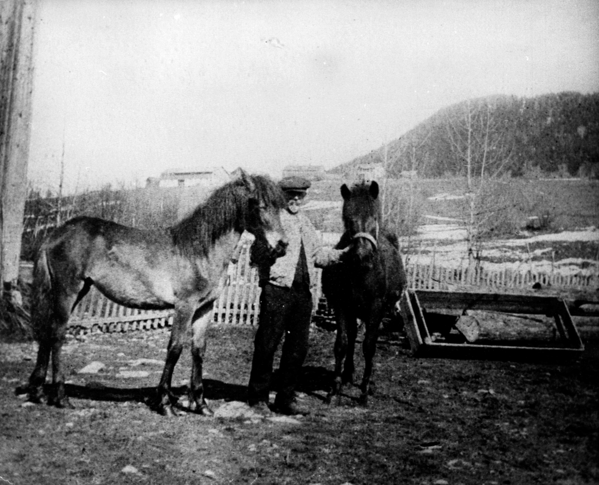 Anno Domkirkeodden, Mathias Mæhlum med to hester på Mæhlum, Veldre.