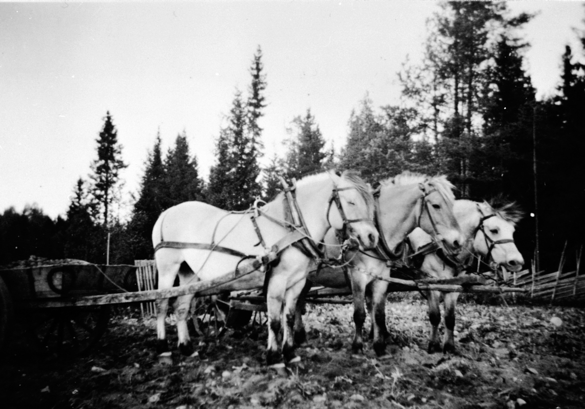 Anno Domkirkeodden, Potetonn på Nybu, Veldre, Ringsaker. Hest med kjerre med poteter. Tospann hester med potetopptager. Hestene til Lars Steinbakken, Peder Dalseng og Johs. Steinbakken.