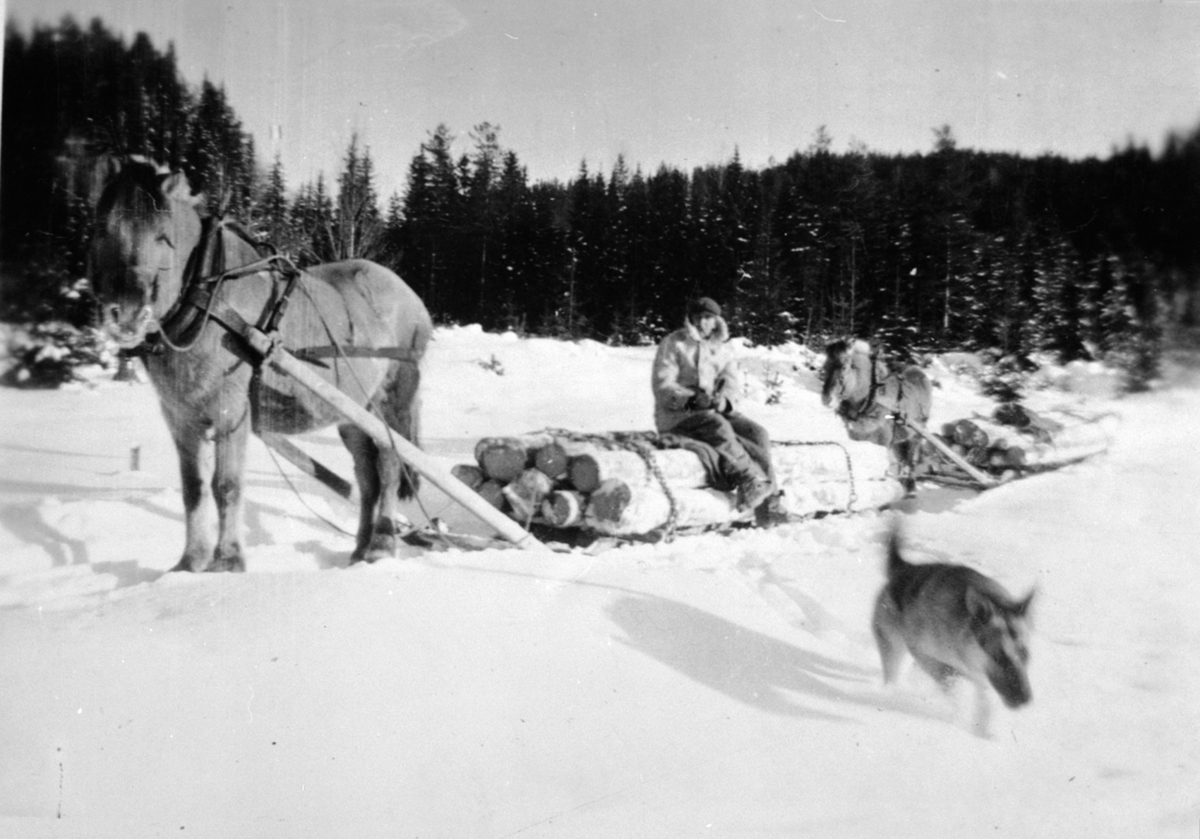 Anno Domkirkeodden, Tømmertransport med hest langs elva Lera ved Dalseng, som renner ut i Brumunda i Veldre, Ringsaker. På lasset er Einar Wiken.