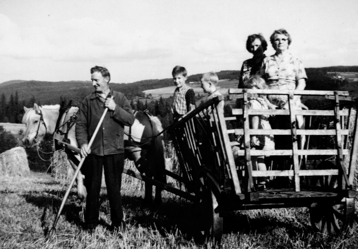 Anno Domkirkeodden, Slåttonn på Kinnsbekken østre, Næroset, Ringsaker. Kåre Kjellsmoen med høygaffel. Hest med høykjerre. I kjerra er Eivind, Arvid, Kirsten, Else Kjellsmoen, Karen Kvernvolden.