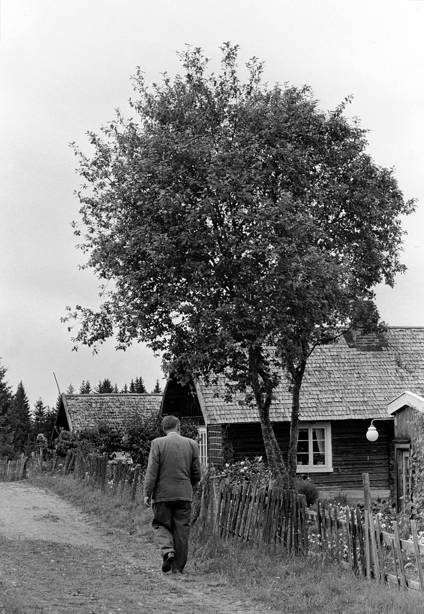Anno Domkirkeodden, Alf Prøysen går langs Præstvægen ved Prøysenstua, Ringsaker.