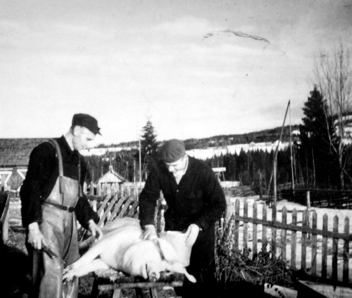 Anno Domkirkeodden, Griseslakting, Åsbrein, Åsmarka, Ringsaker. 2 slaktere, Reidar Buraas og Johs Aasbrein, Brenna nordre og lille.