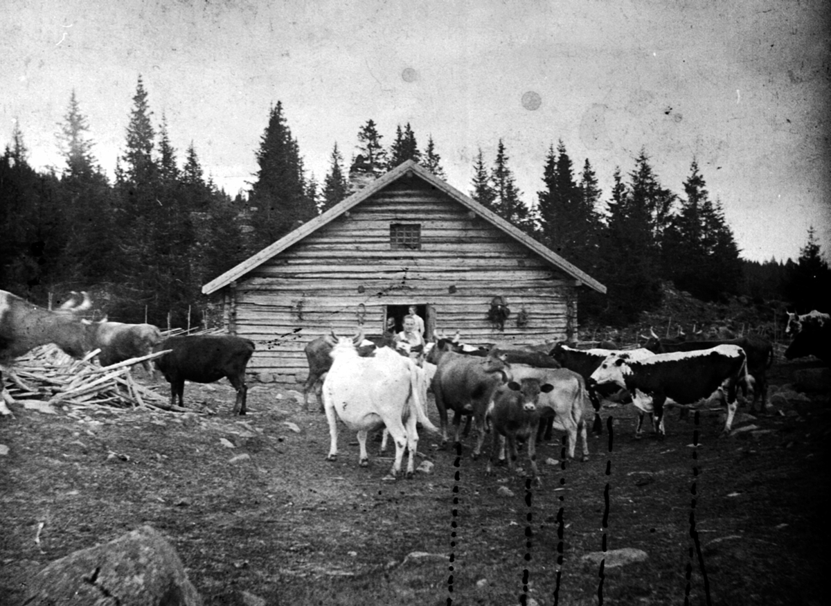 Anno Domkirkeodden, Folk og kuflokk foran størhuset til Fuglseng legatgård på Gammelskolla seter i Ringsaker almenning.