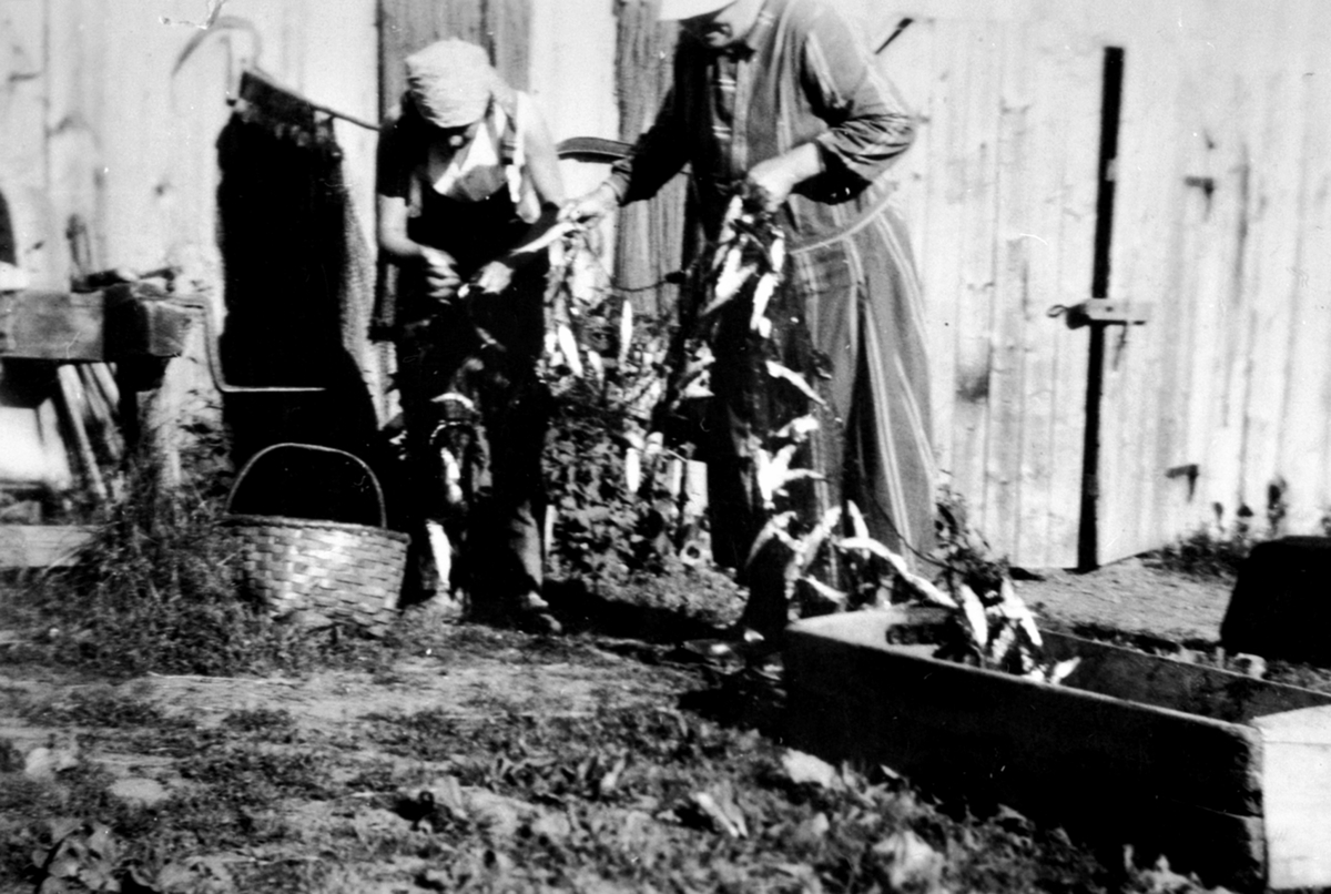 Anno Domkirkeodden, Lagsildfangst. Anne Lier (1869-1957) og datteren Aslaug (1904) renser garn. Eskerud, Helgøya.
