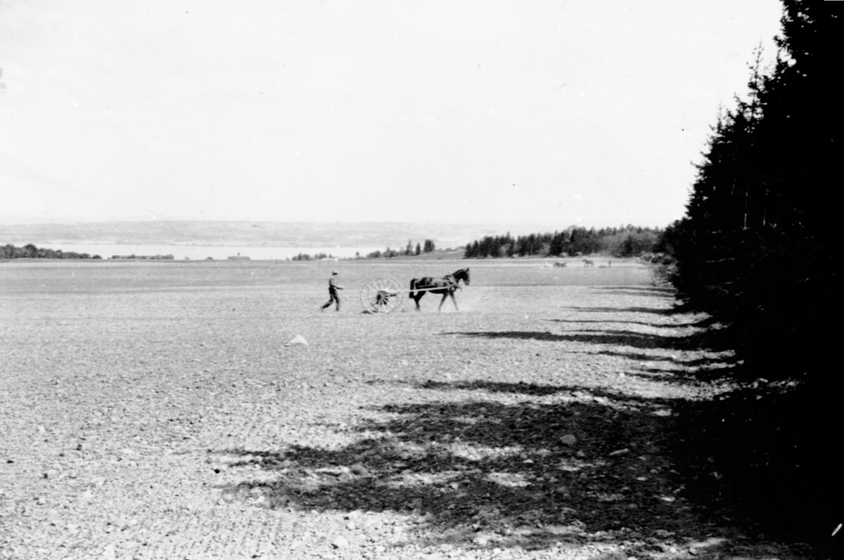 Anno Domkirkeodden, Våronn i Lodviken, Helgøya. Såing med hest. Utsikt mot Mjøsa og Stangelandet.