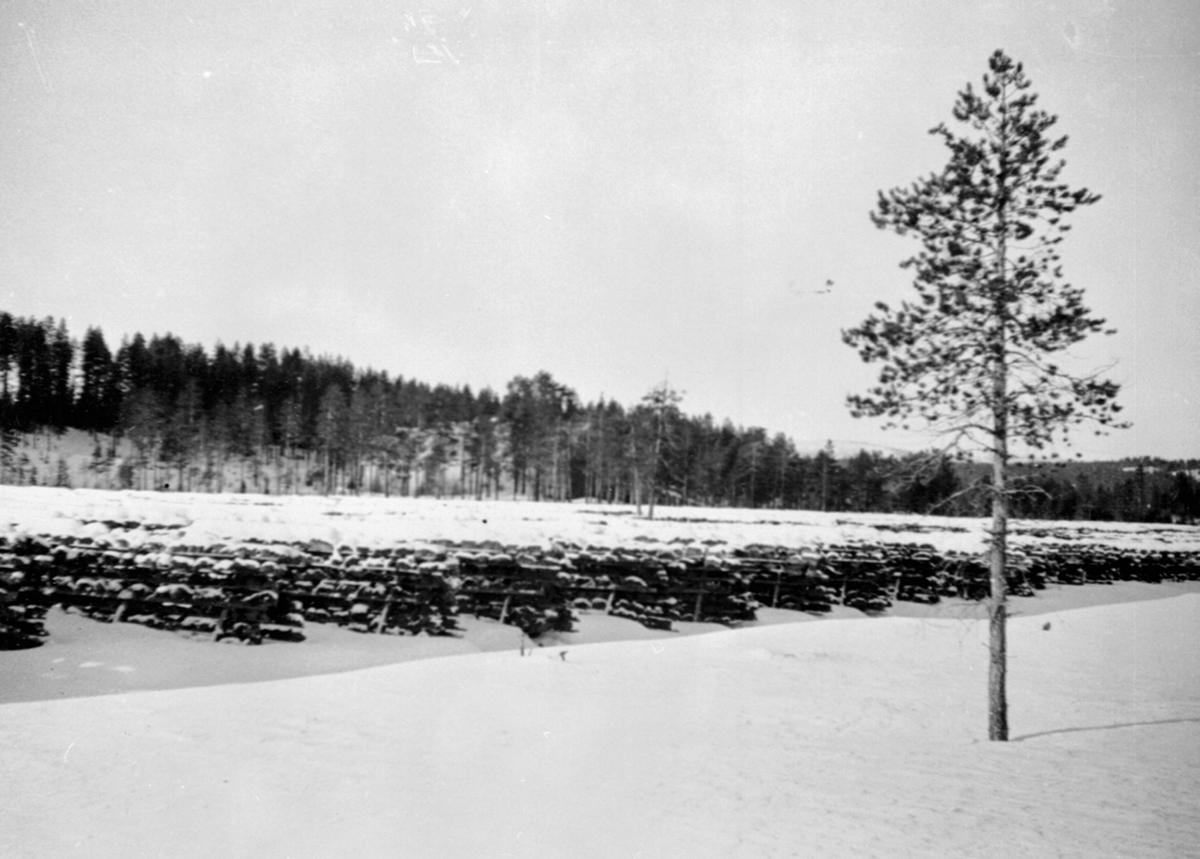 Anno Domkirkeodden, Torvproduksjon, torvtørking på Kloppmyra i Nes Almenning, Ringsaker.