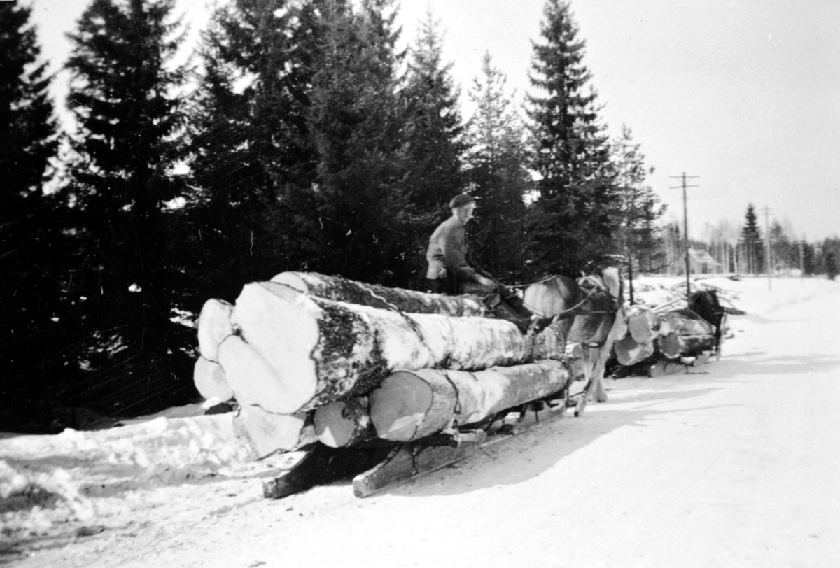 Anno Domkirkeodden, Lunning. Tømmerkjøring med hest, bukk og geit på Hauger, Brøttum, Ringsaker.