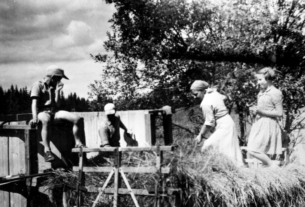 Anno Domkirkeodden, Silolegging, Haugstuen, Veldre, Ringsaker. Kjell Røhrsveen, Andr. Faraasen, Aslaug Faraasen, Astrid Røhrsveen.
