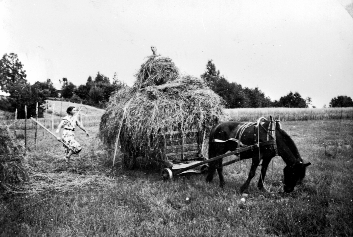 Anno Domkirkeodden, Høyonn på Haugstua, Ringsaker. Hest med høyvogn. Hesjer. Ingrid Røste med rive, Ella Røhrsveen på lasset.