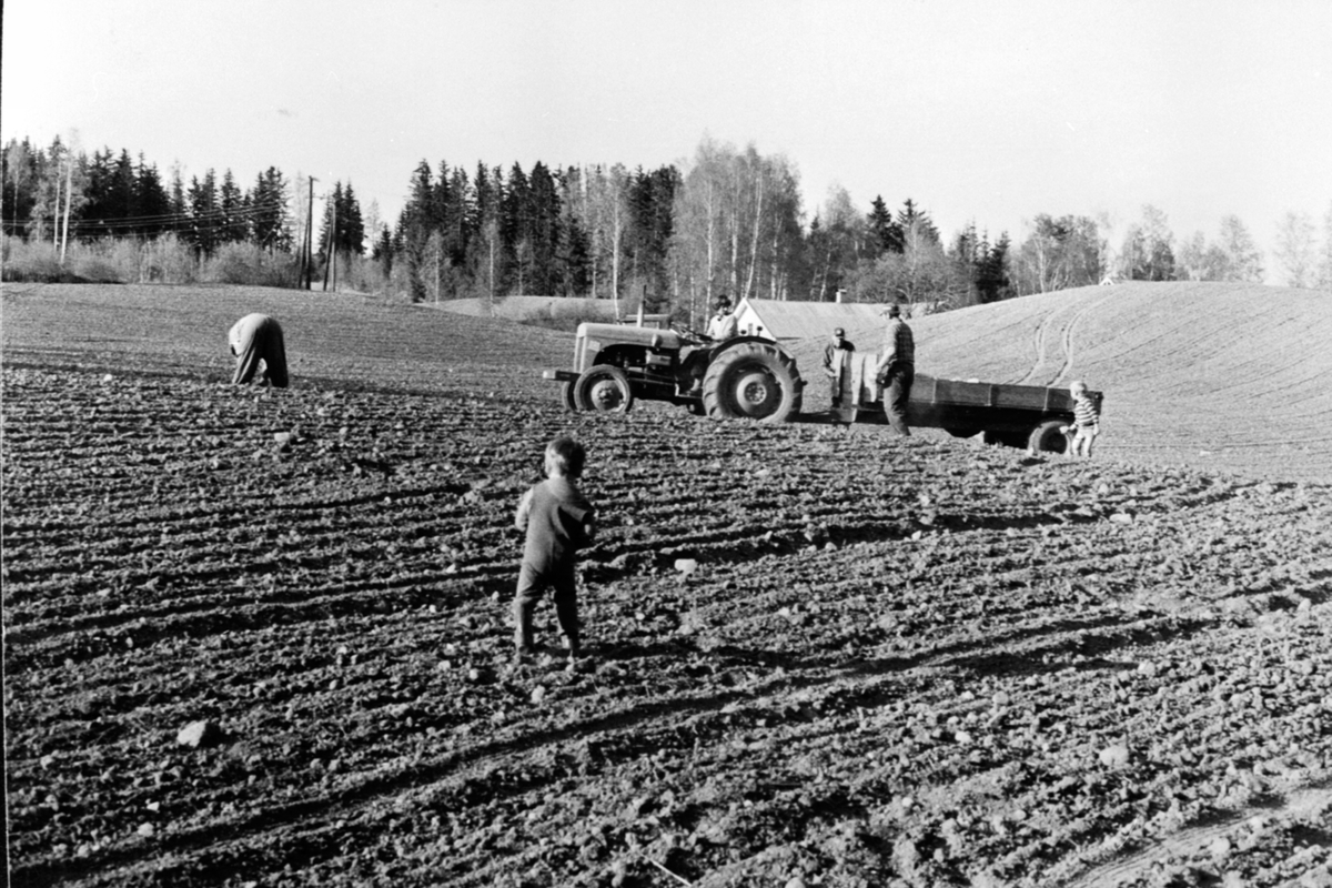 Anno Domkirkeodden, Steinplukking på Røhrsveen, Ringsaker. Fordson traktor med tilhenger. Ella Røhrsveen, Arnfinn Bekkemellom, Astrid Bekkemellom, Arthur Bekkemellom, Kjell Røhrsveen, Gunnar Bekkemellom er plukkere.