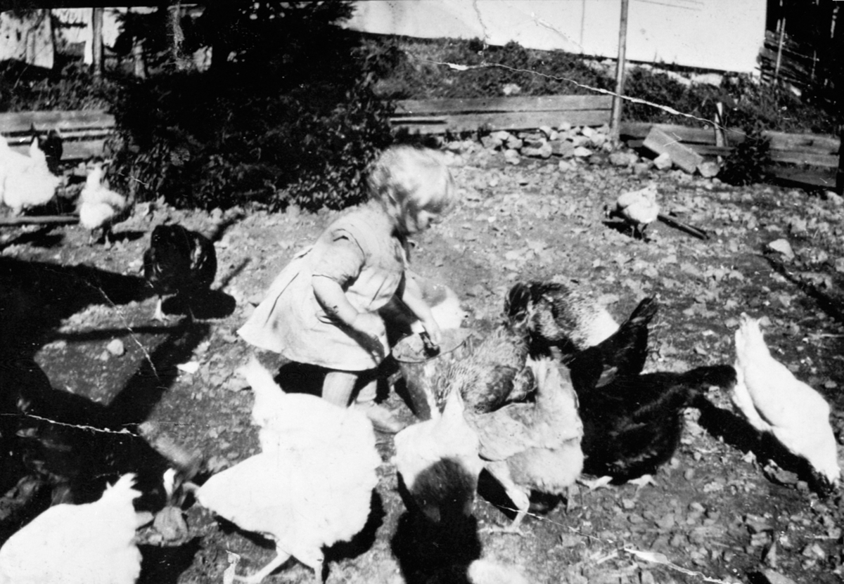 Anno Domkirkeodden, Else Marie Stai f. 1933 forer høner i hønsegården på Raknerud nordre, Helgøya.
