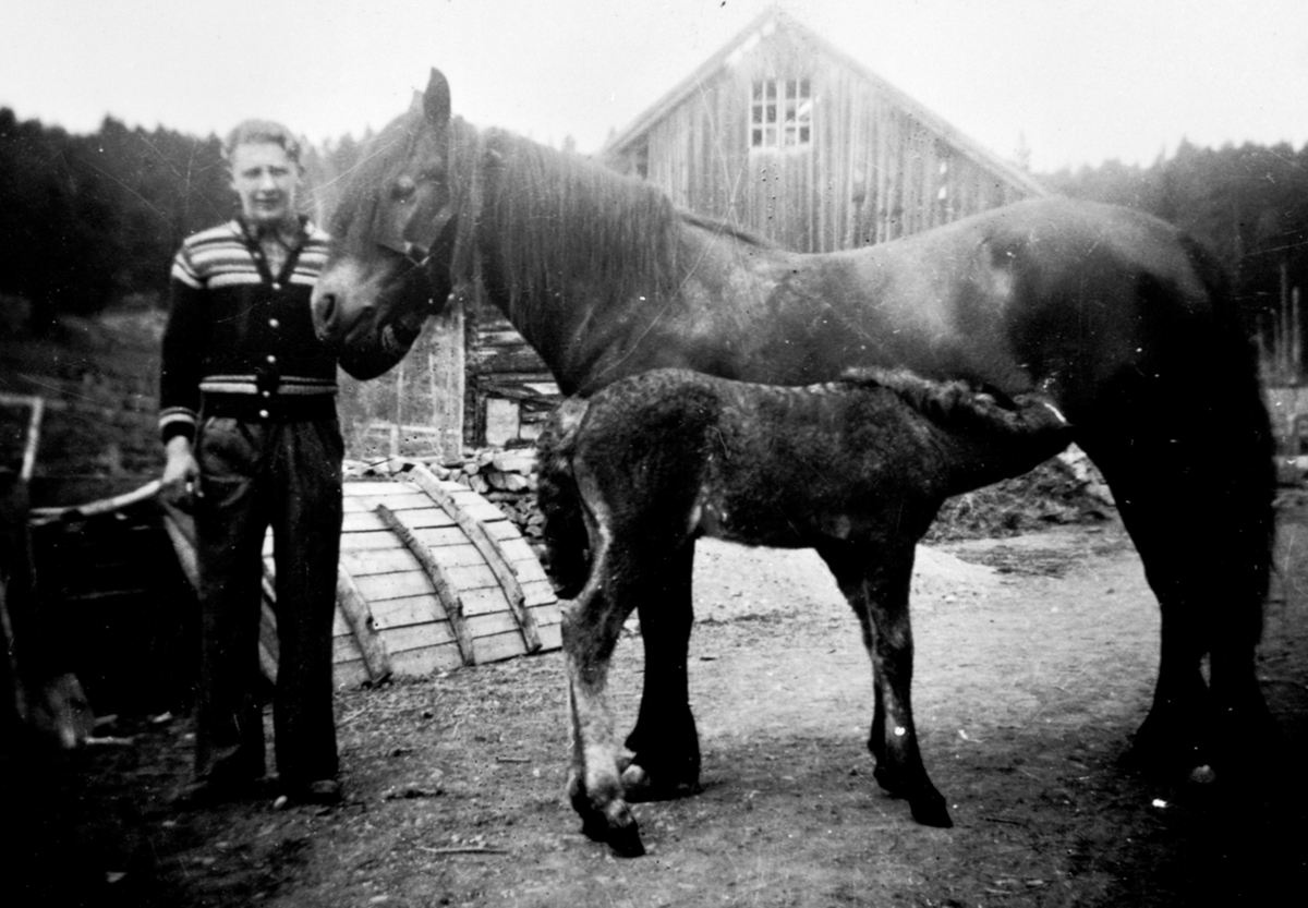 Anno Domkirkeodden, Eivind Langseth (1921-1989) med hest og føll. Gammel fjøsbygning på Raknerud søndre, Helgøya. Fjøsbygningen ble brukt til sau og gris.