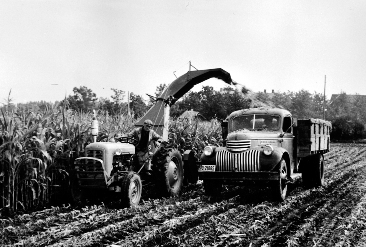 Anno Domkirkeodden, Innhøsting av mais til dyrefor. Fordson traktor med forhøster. Chevrolet 1946-47 modell lastebil med nummer D-21885. Eik, Helgøya.