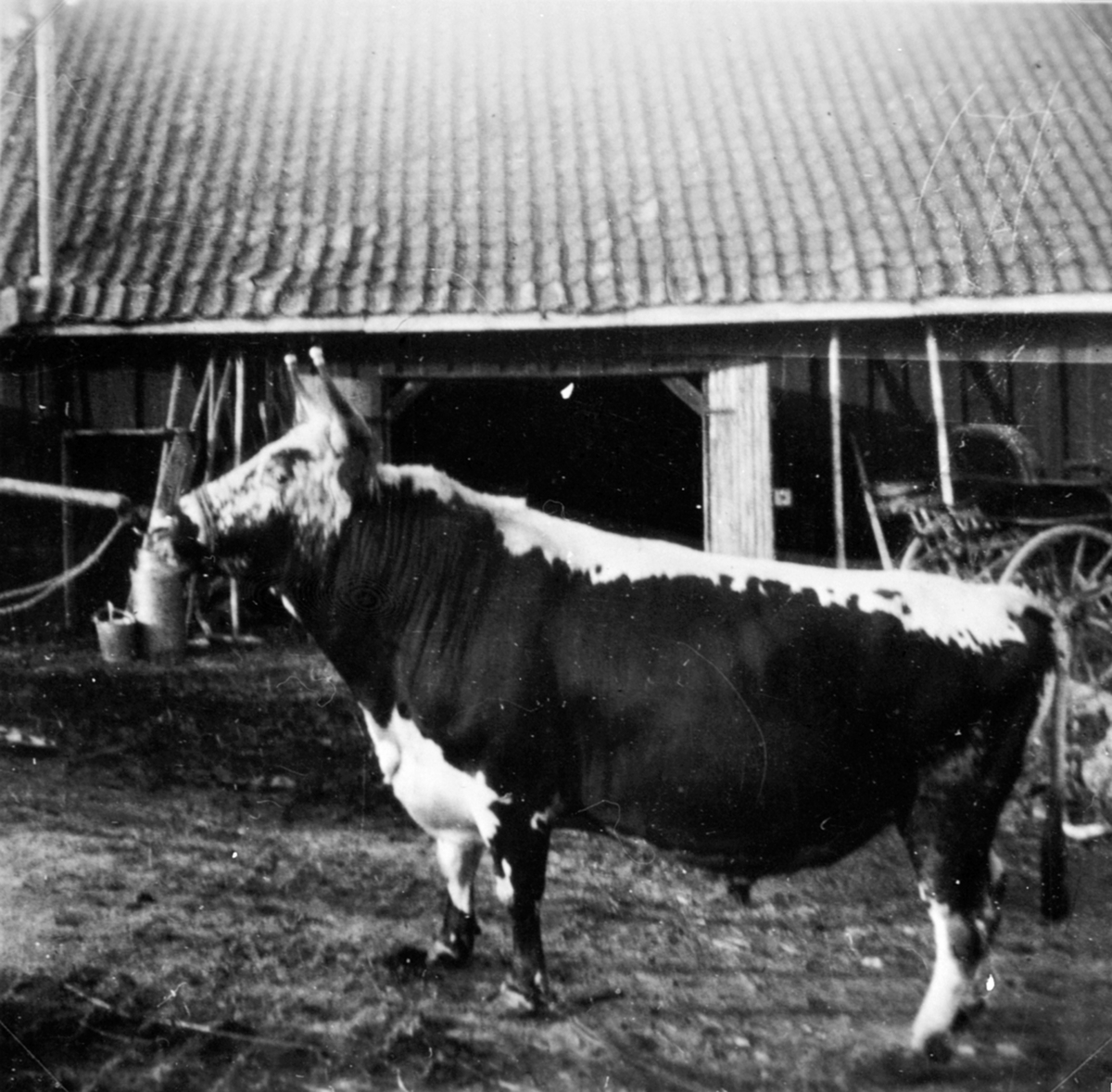 Anno Domkirkeodden, Telemarksokse utenfor låven på Eik, Helgøya.