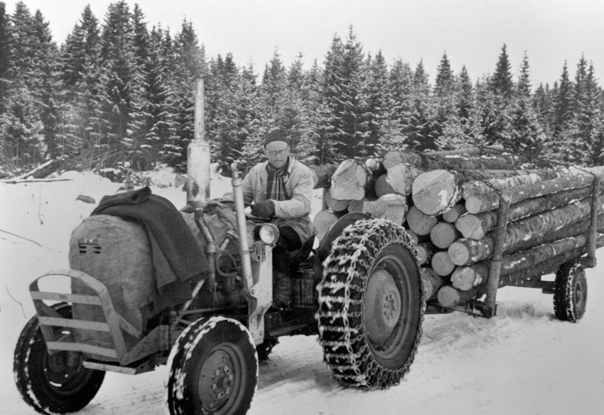 Anno Domkirkeodden, Tømmerkjøring med traktor på Holo mellom, Ringsaker. Lars Glestad på traktoren.