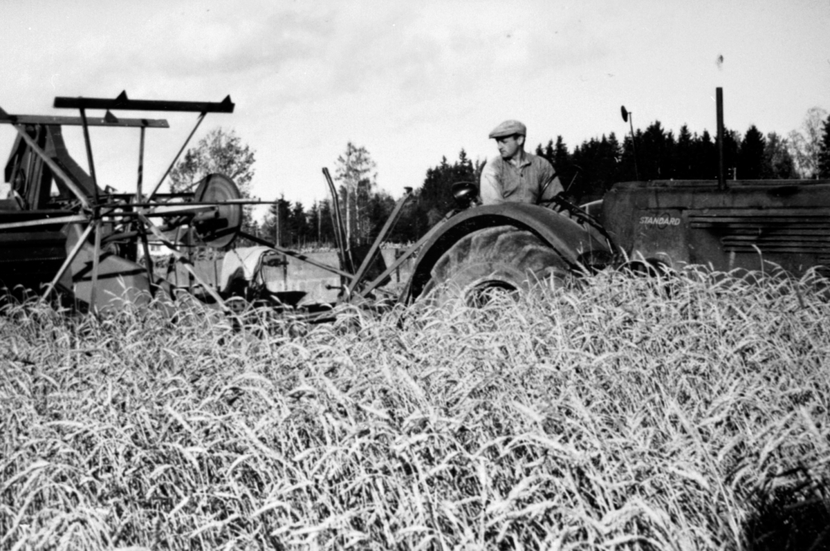 Anno Domkirkeodden, Skuronn på Tørud gård, Ringsaker. Gudbrand Tørud kjører Standard traktor med selvbinder.