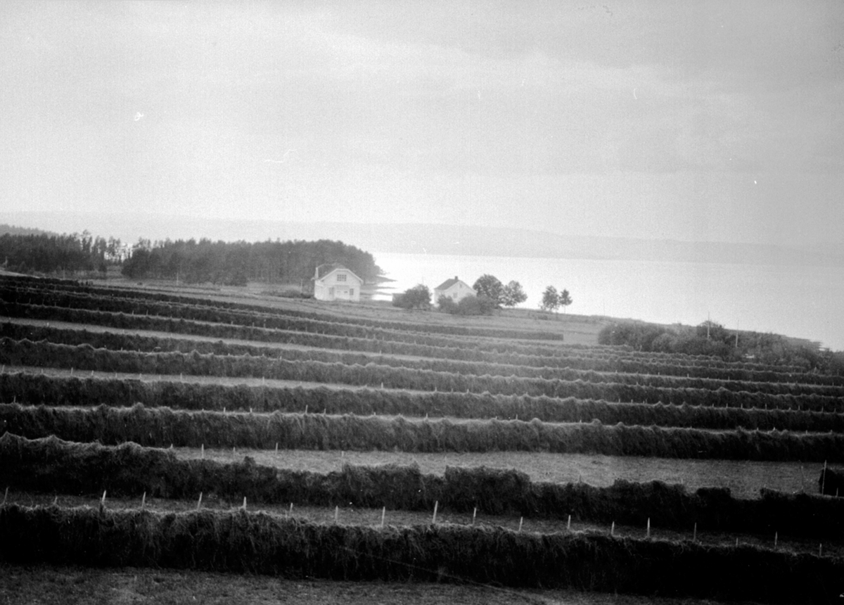 Anno Domkirkeodden, Høyonn. Mange hesjer på Nedre Sund, Helgøya. Skredderstua og Skurven i bakgrunn.