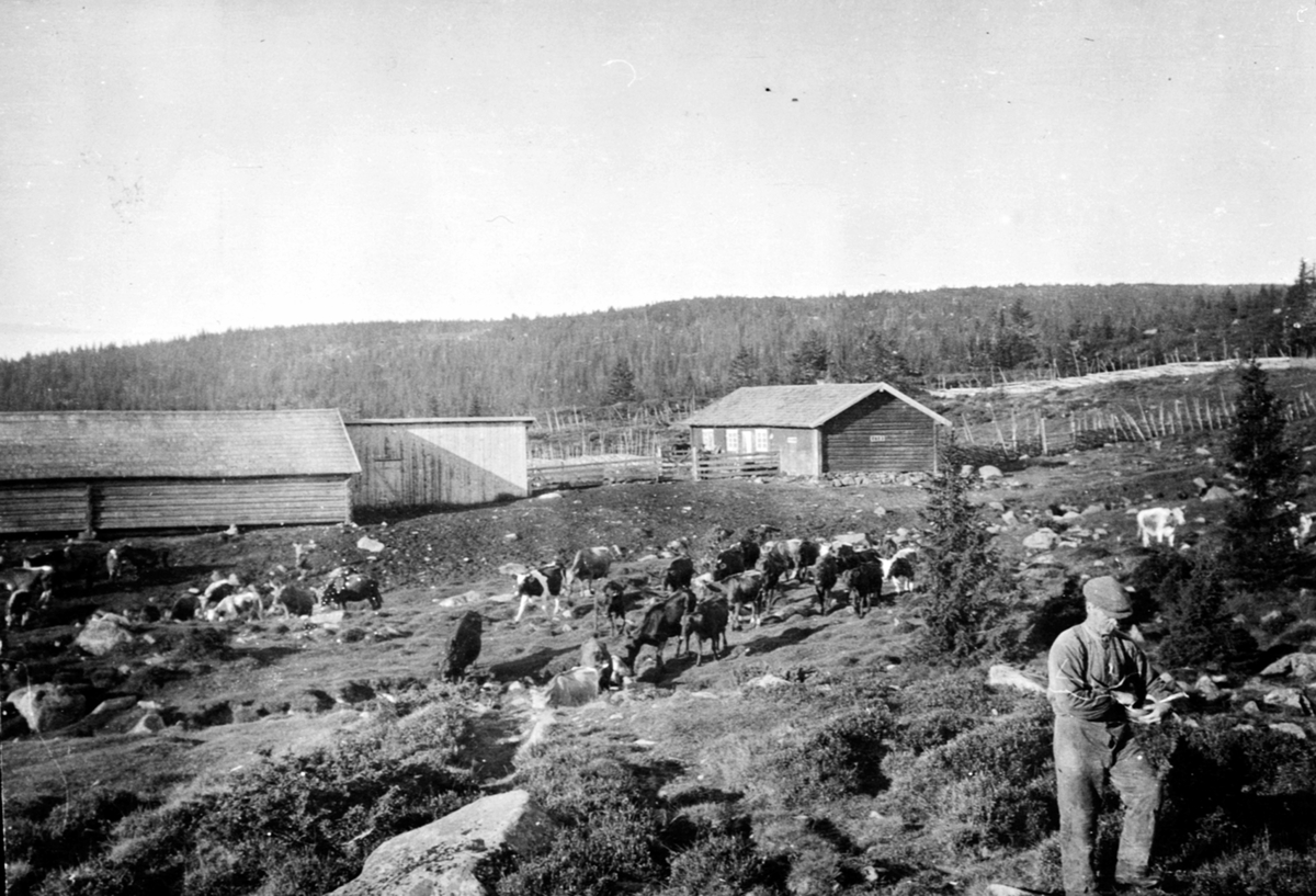 Anno Domkirkeodden, Heramb sin seter på Moste i Ringsakerfjellet. Fjøs og størhus. Kuer. Mann.