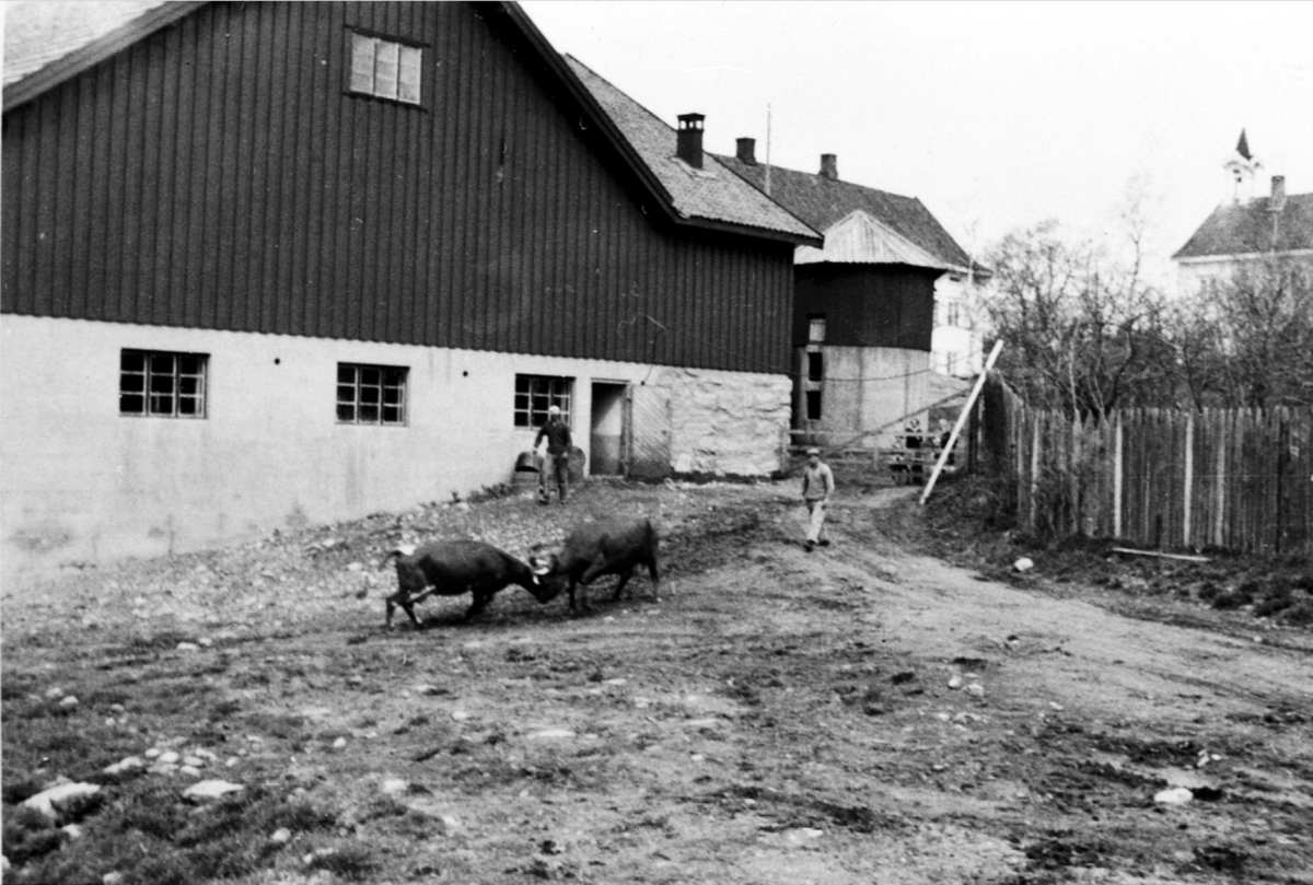 Anno Domkirkeodden, Kuslepp på Hjelmstad gård, Ringsaker. Fjøset før brannen. Fra venstre er Einar Larsen, Asbjørn Melby. Kranglete kuer.