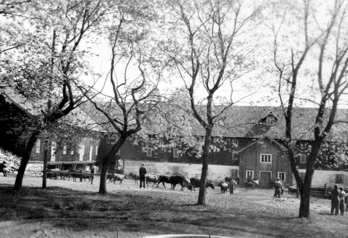 Anno Domkirkeodden, Kuslepp på Tande gård, Ringsaker. Gardstun.